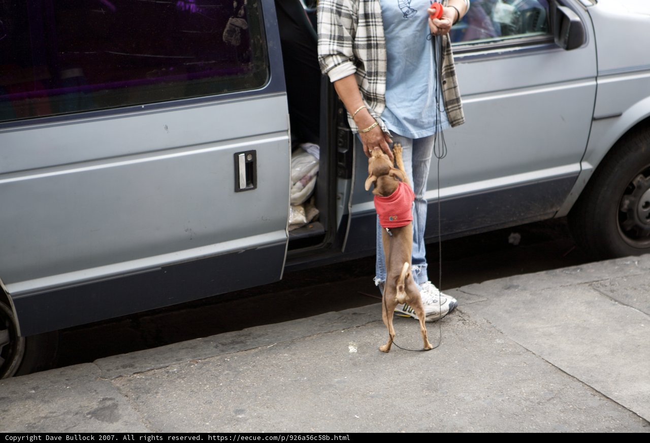 The Accessory Enthusiast and her Canine Companion