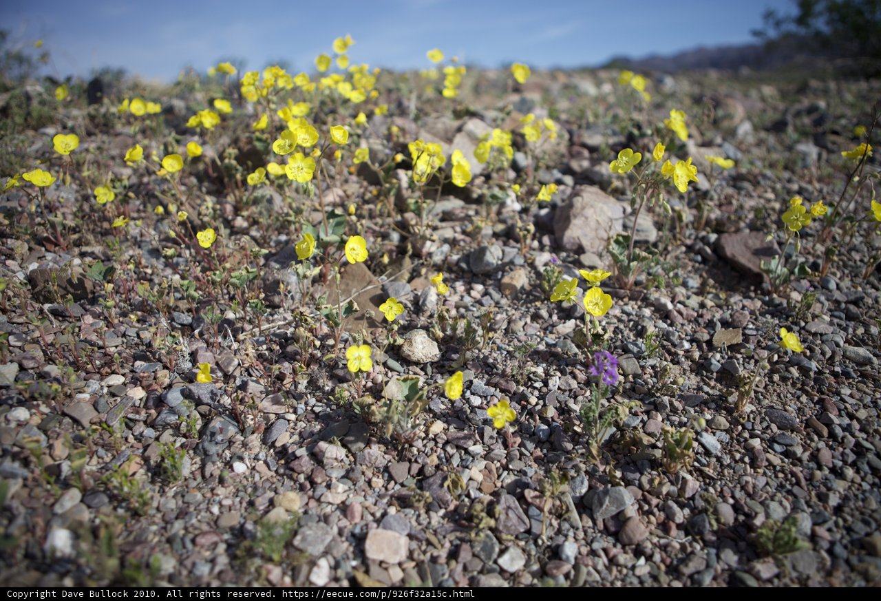 Rocky Ground Bloom