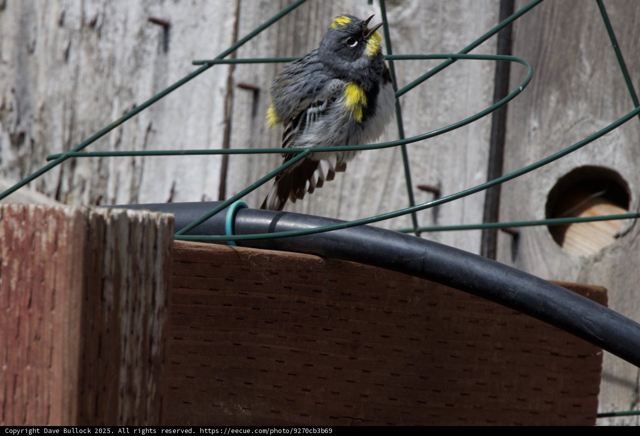 Harmony in the Backyard
