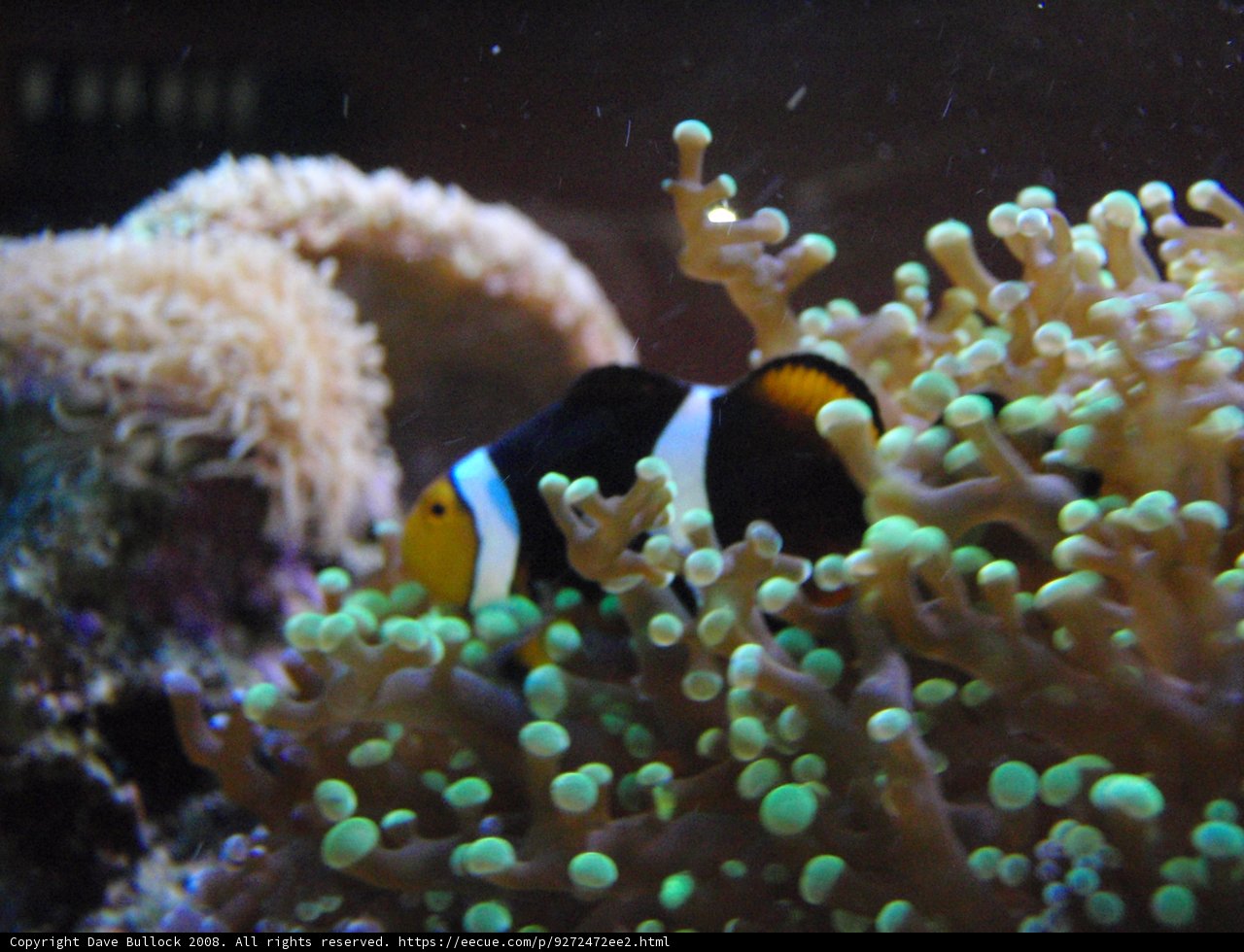 Anemone Clownfish in the Coral Reef