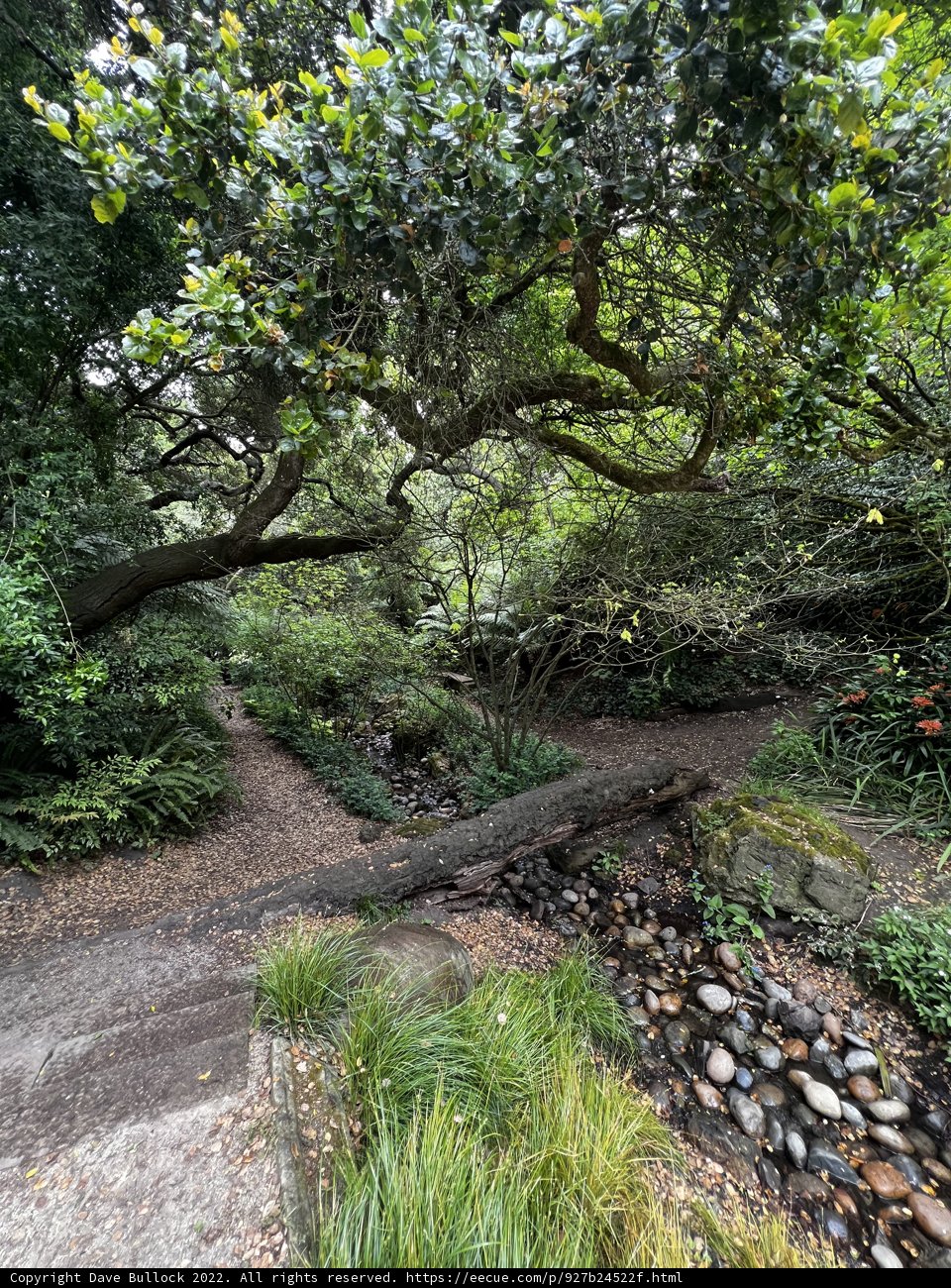 A Serene Path Through the Woodland