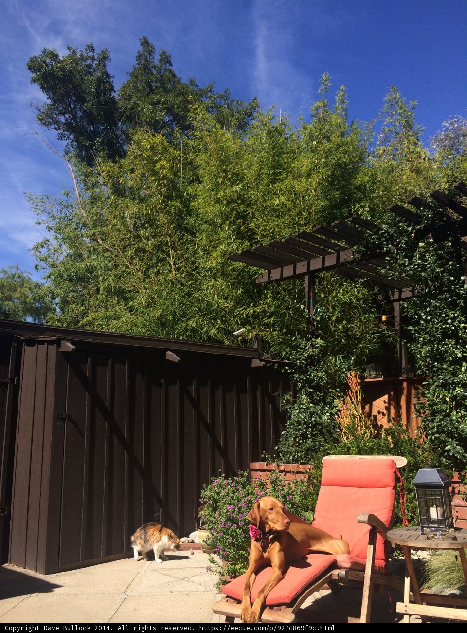 Patio Pals