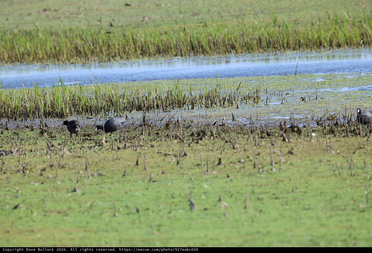 American Coots Foraging in Flooded Rice Field Wetland