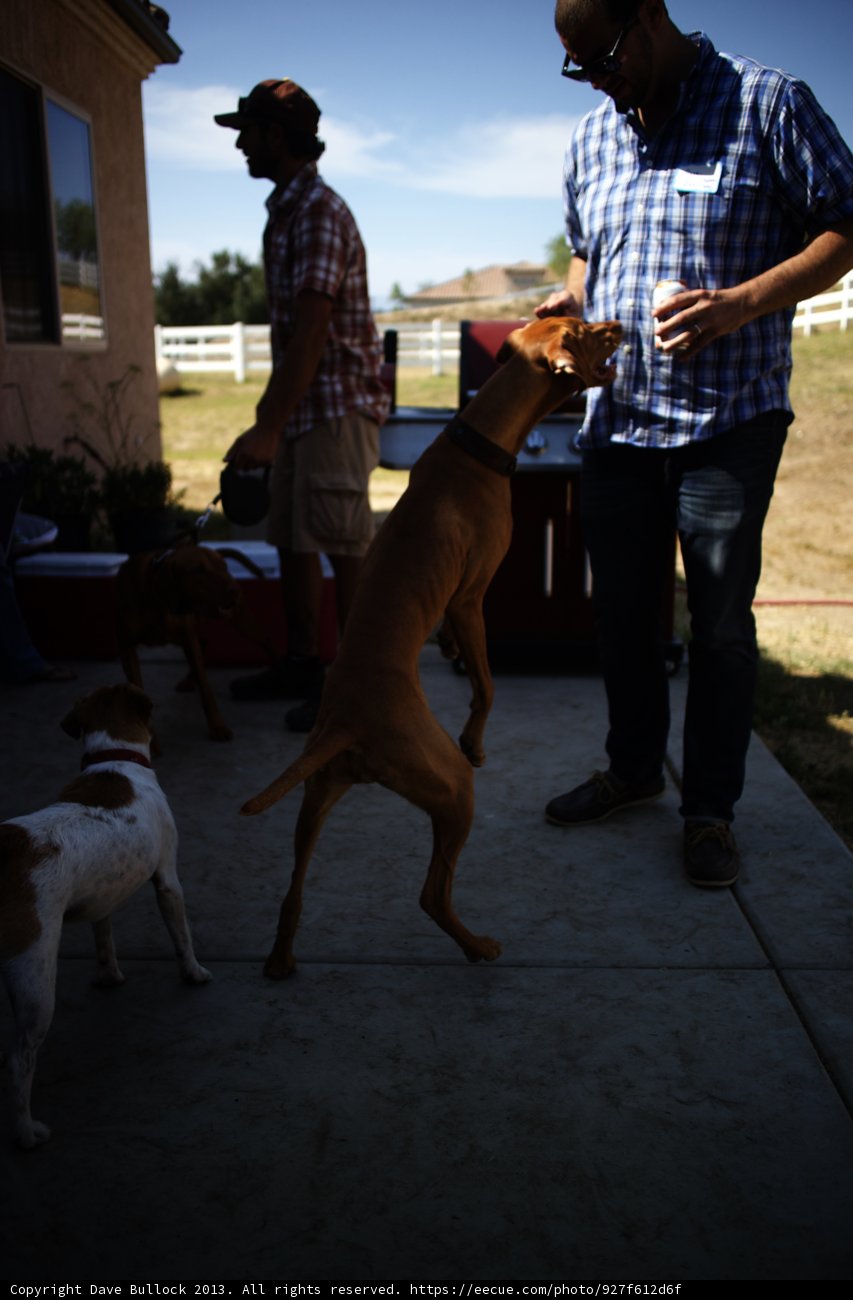 Man's Best Friend