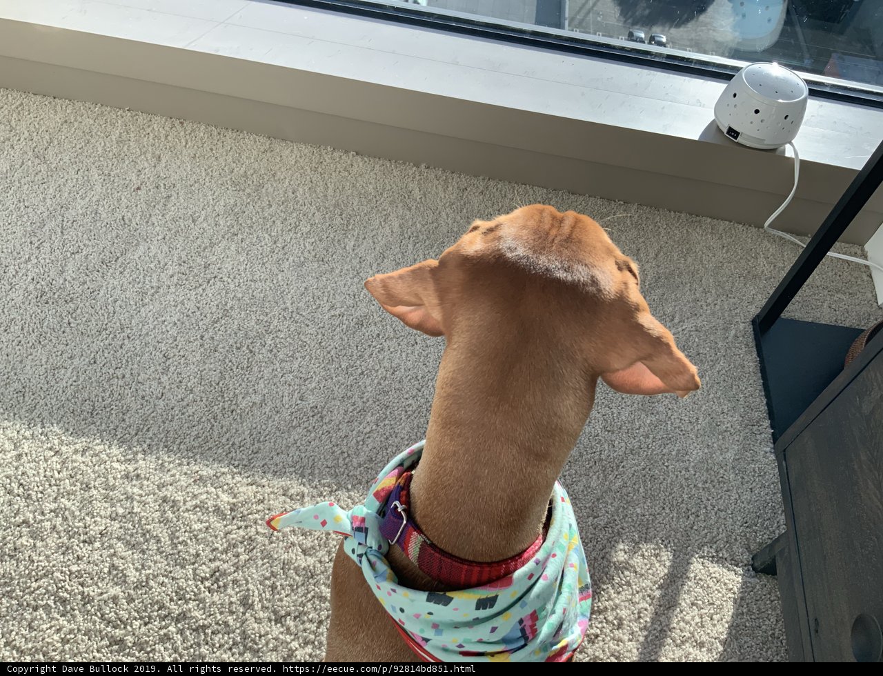 Puppy Gazing