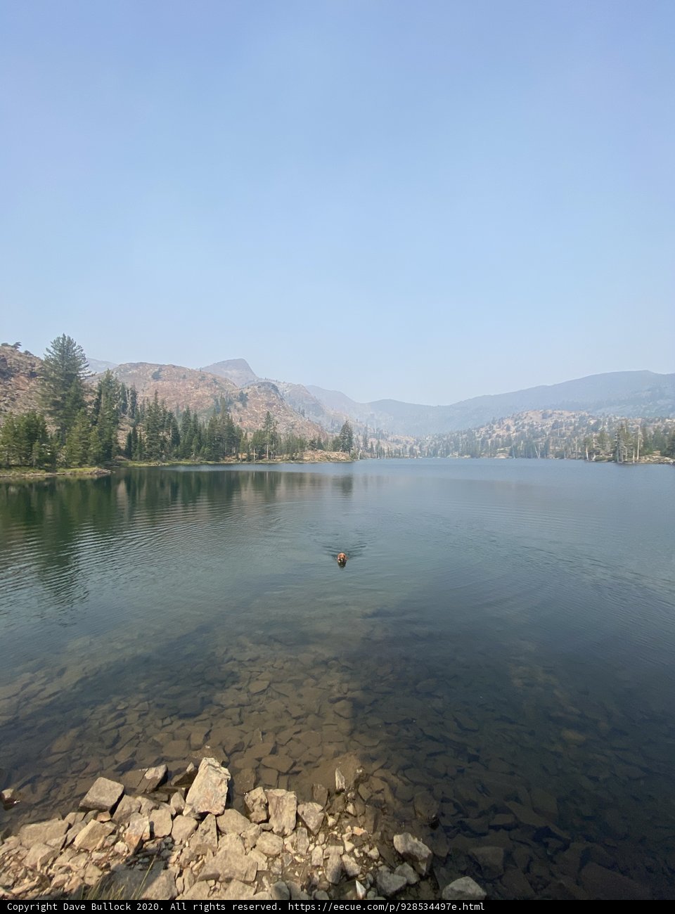 Lone Duck in the Majestic Wilderness