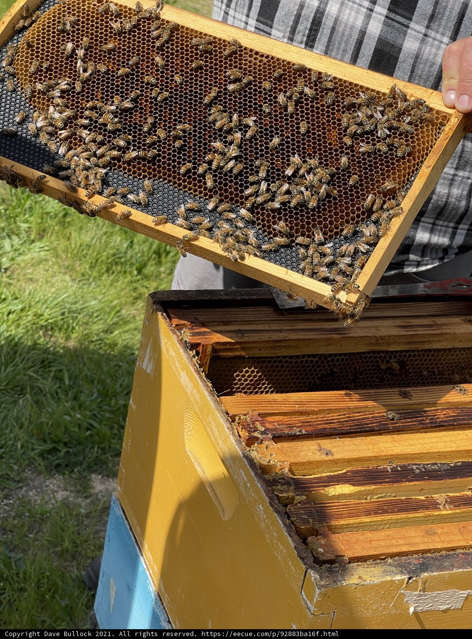 Beekeeping in Carmel