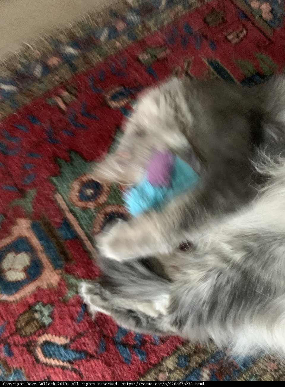 Feline Fun on the Floor