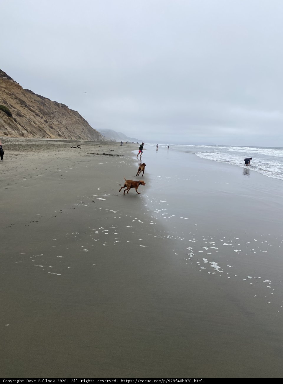 Beach Day with Furry Friends