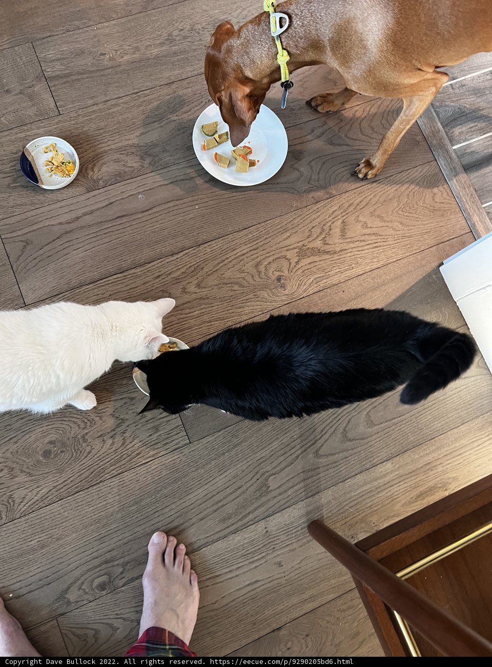 Furry Friends Feast on a Wooden Floor