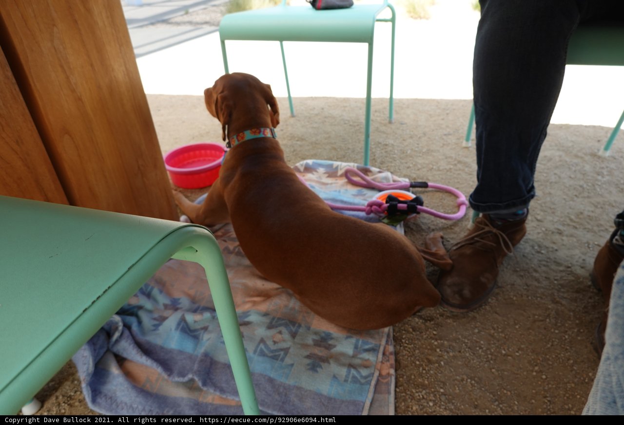 Canine Companion