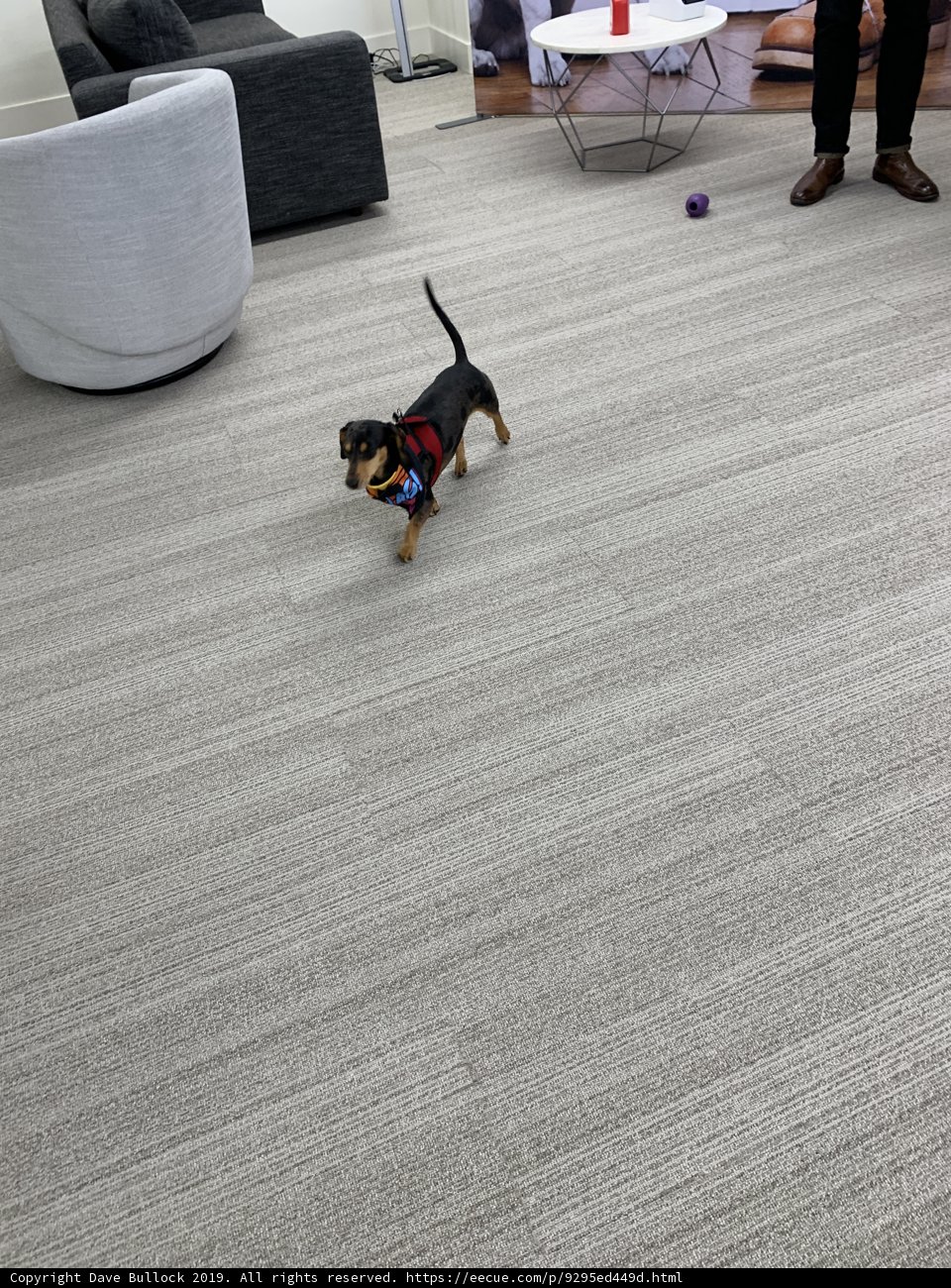 Office Pup