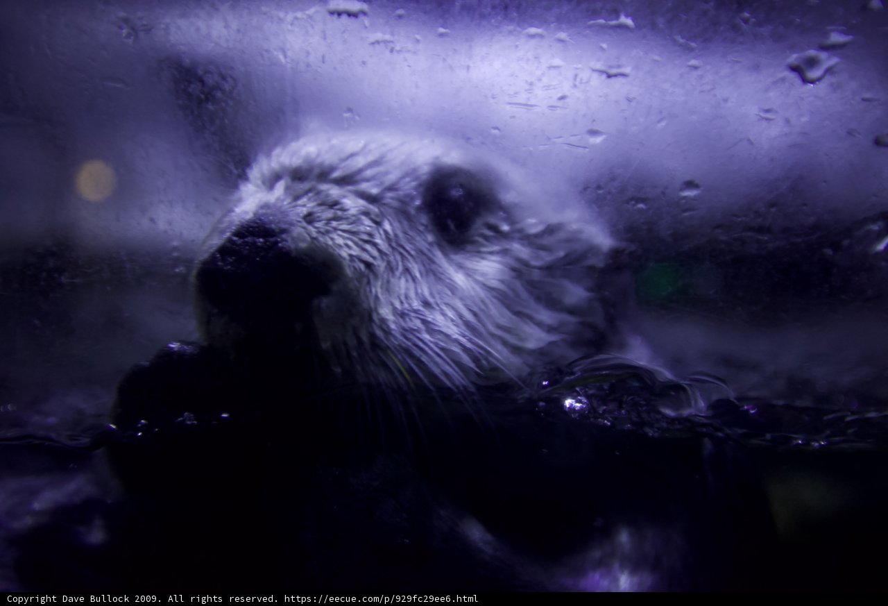 Rainy Day Otter