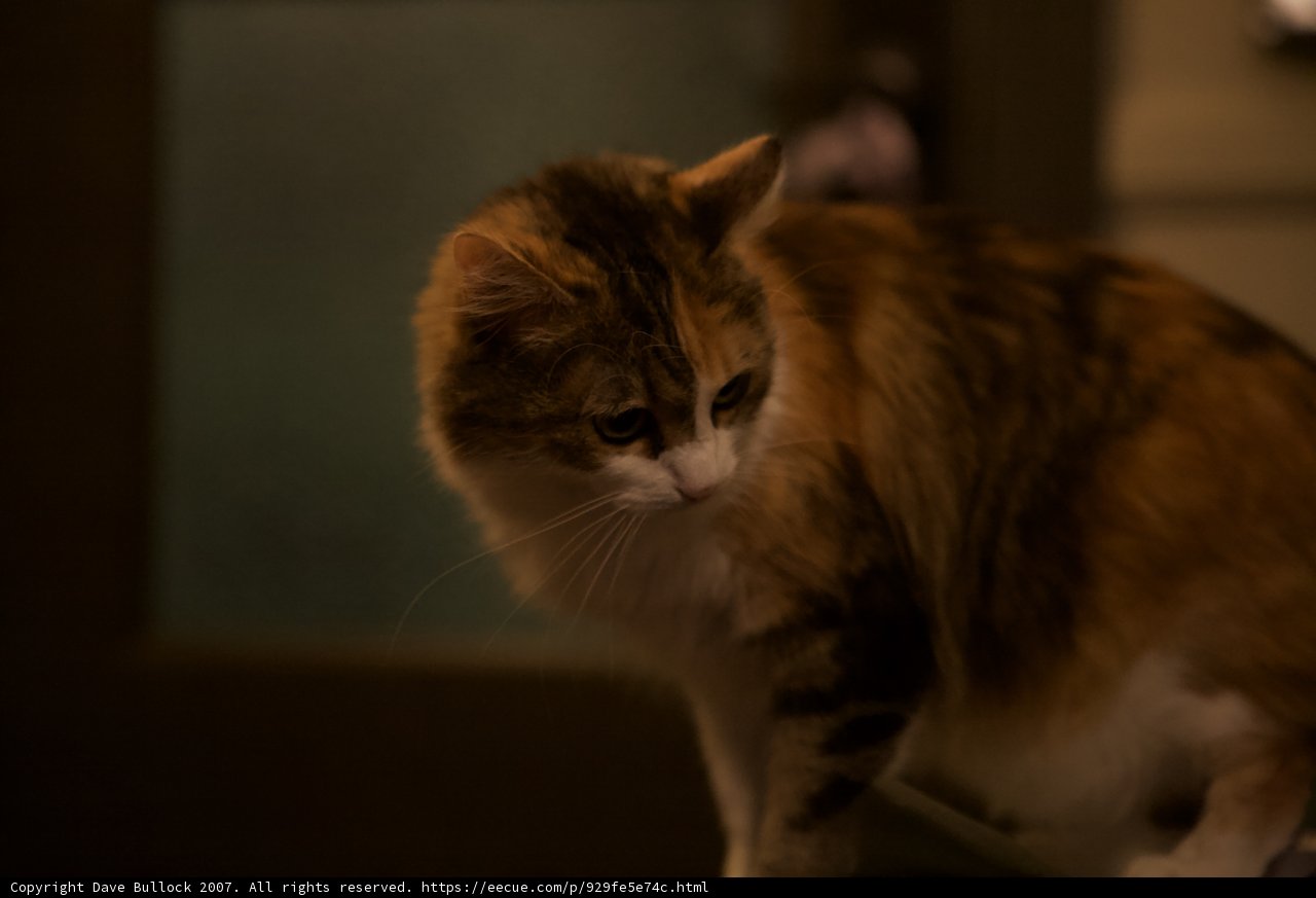 Night-Time Visitor