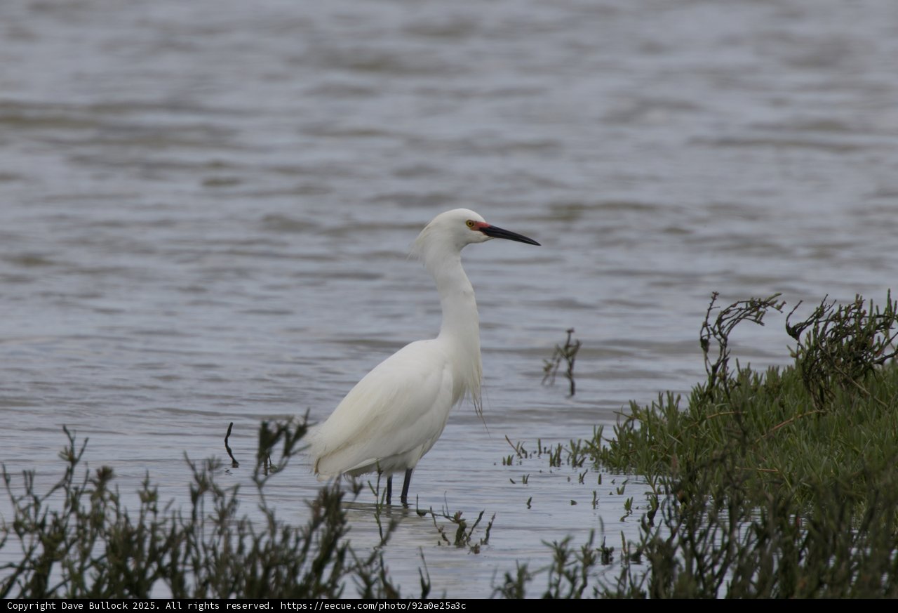 Serene Heron at Water's Edge