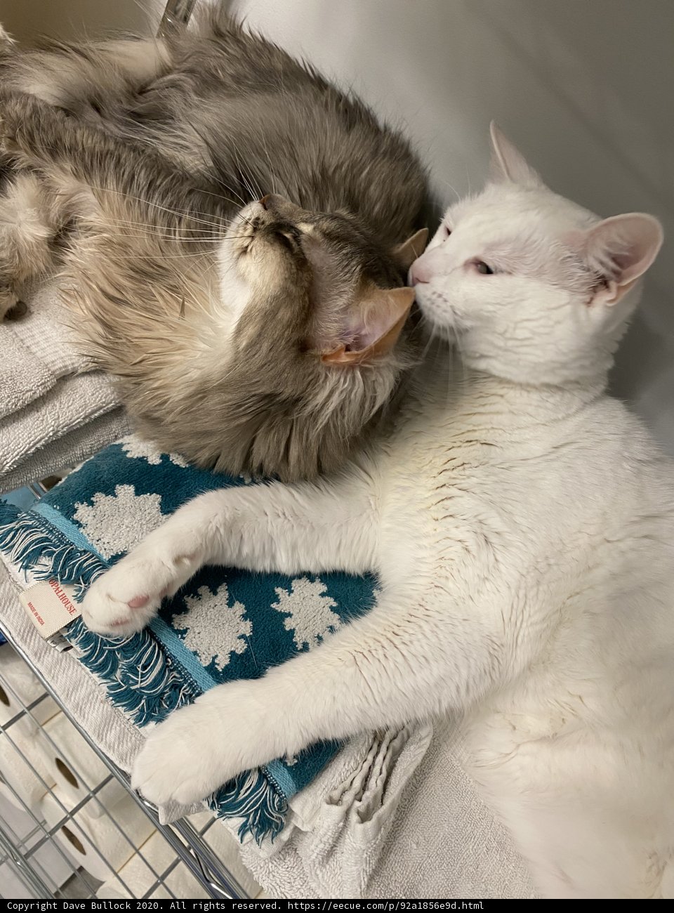 Feline Friends