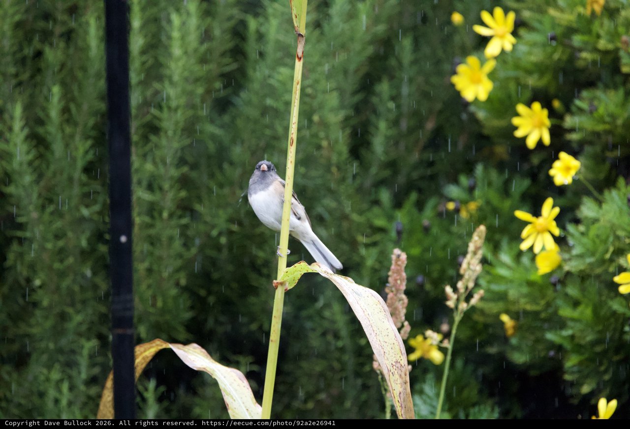 Dark-Eyed Junco Singing in the Rain