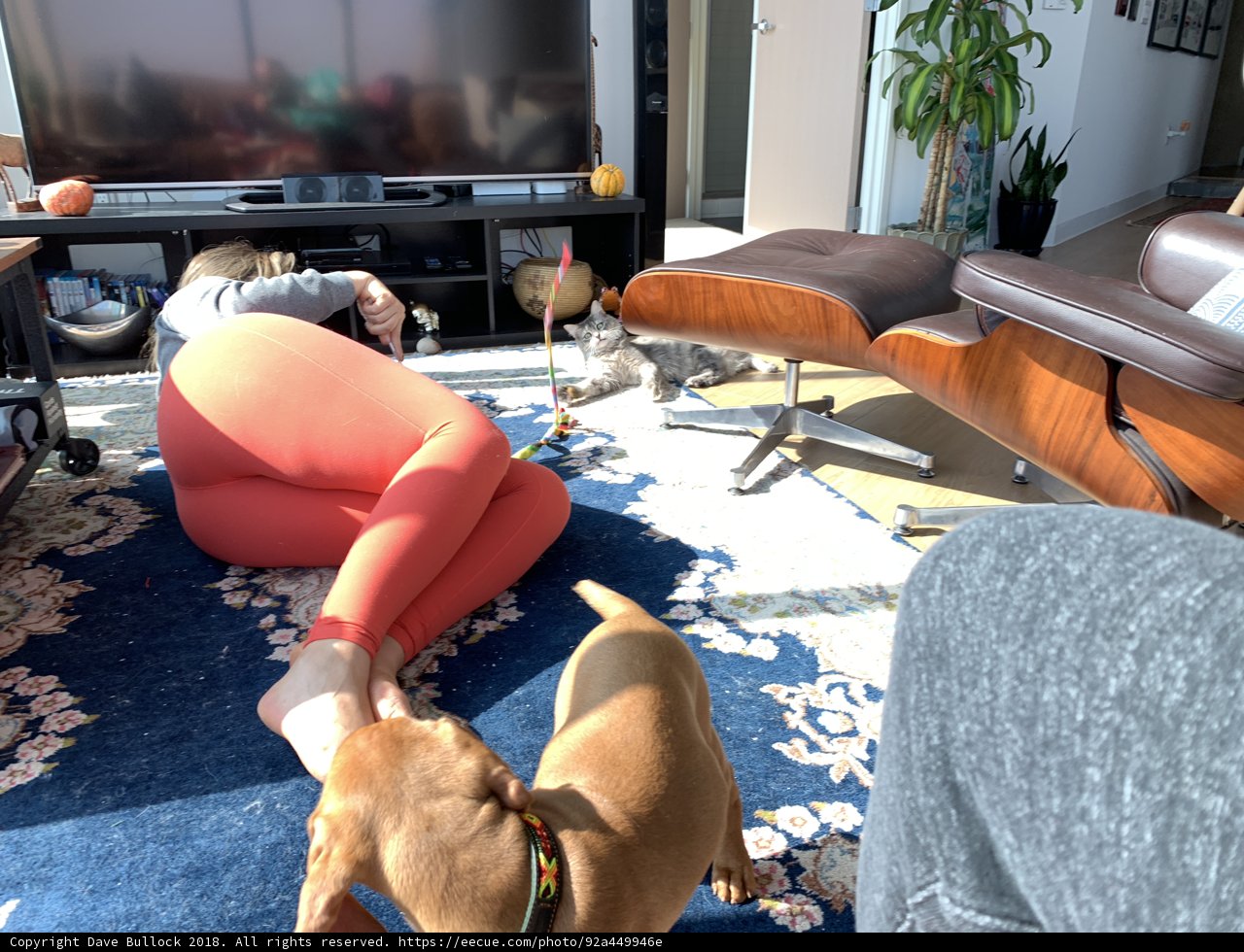 Relaxing with the Furkids
