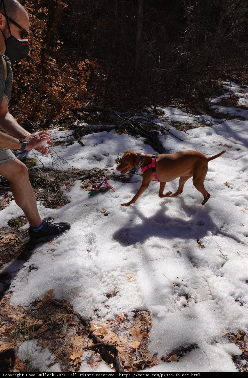 Snow Playtime with a Furry Friend