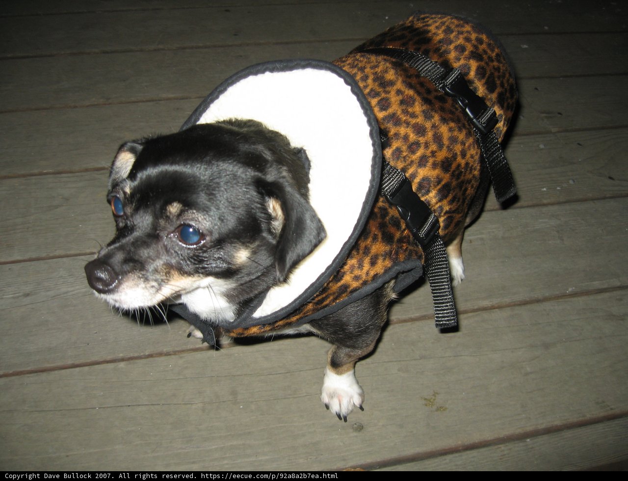 The Chic Chihuahua