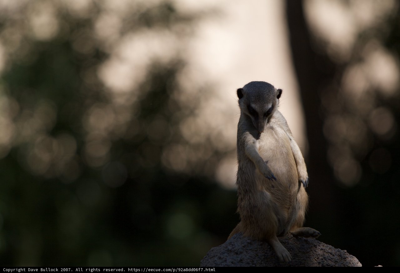 Meerkat King