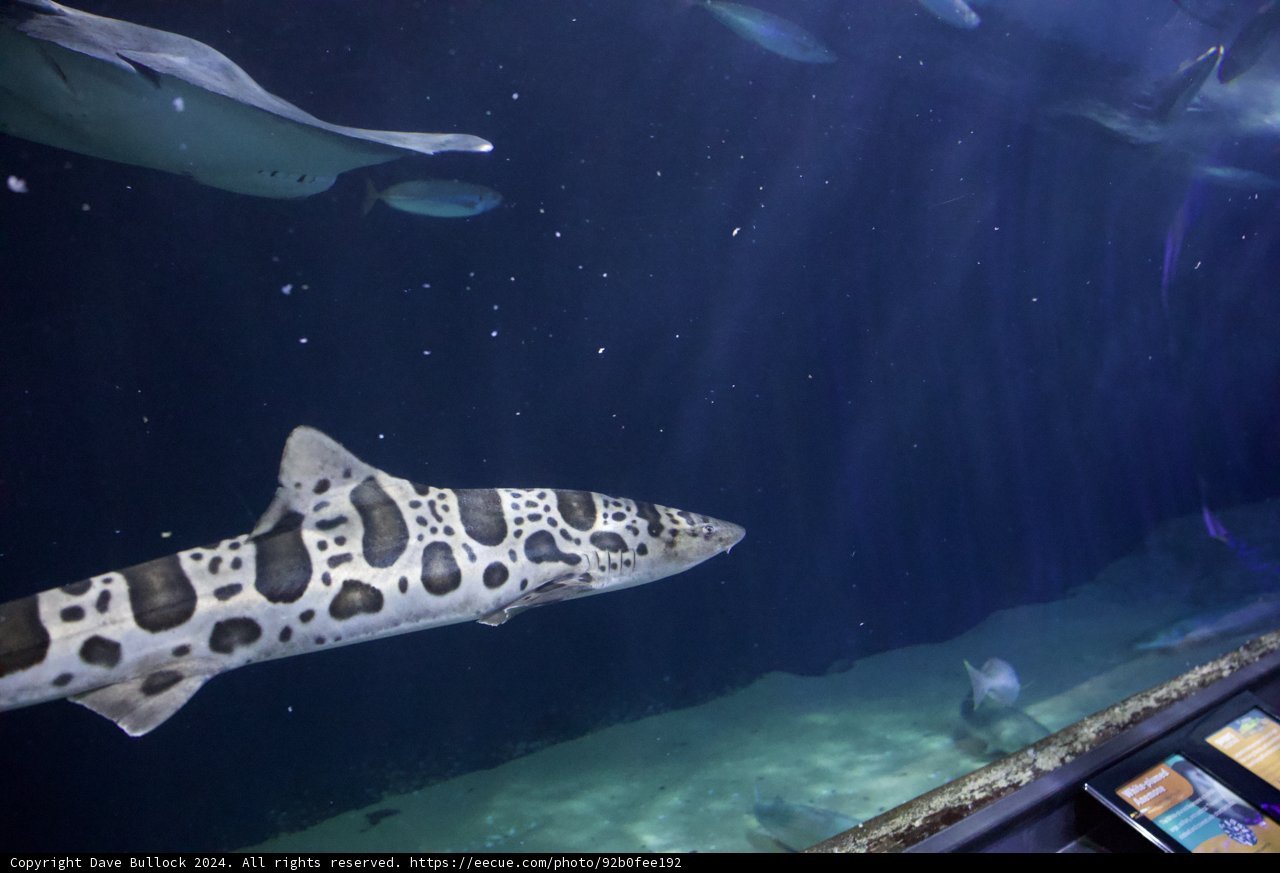 Contemplating the Deep: A Man and a Shark