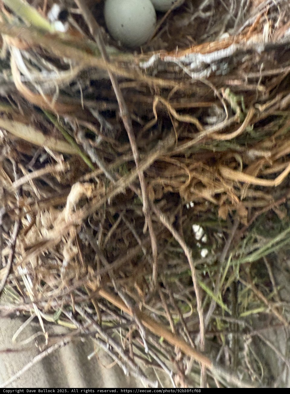 Nature's Cradle