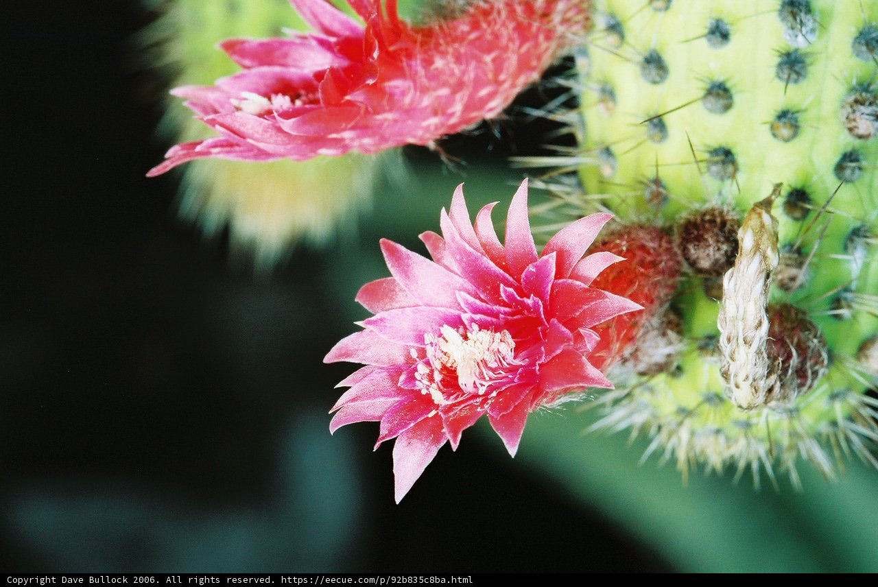 Pink Cactus Flower