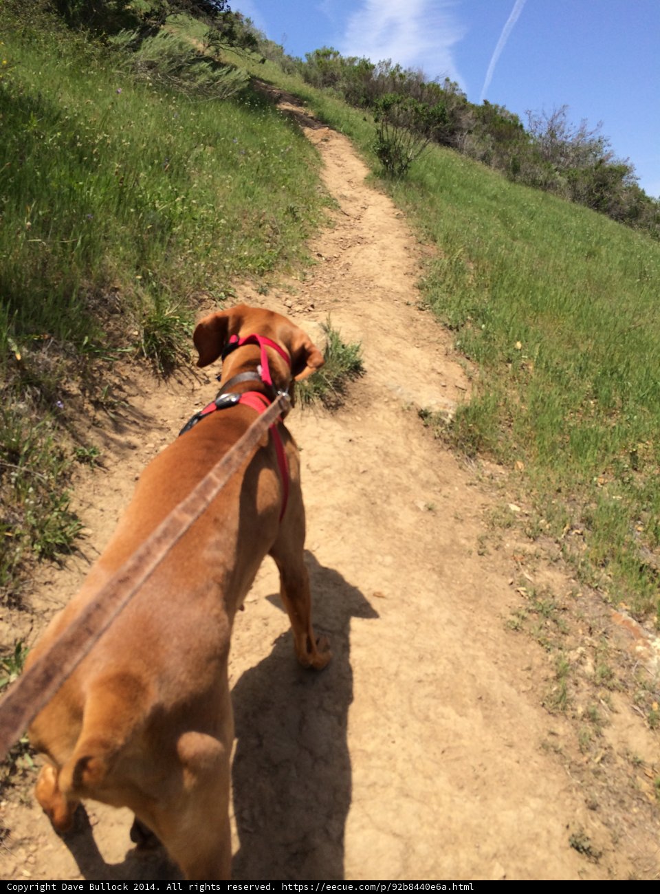 The Vizsla Takes a Stroll on the Trail