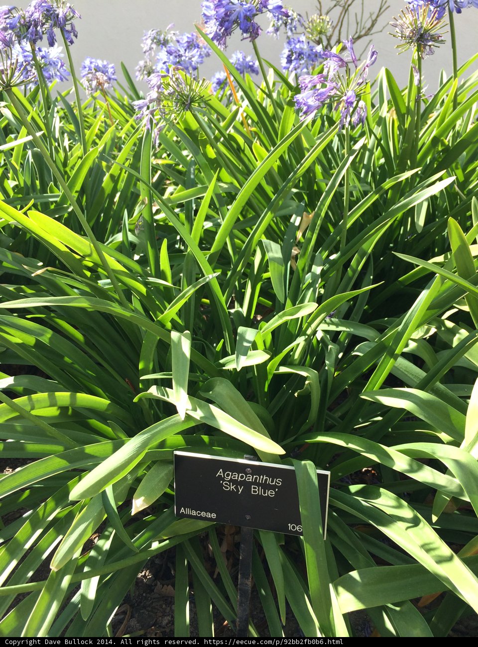 Blue blooms and botanical beauty