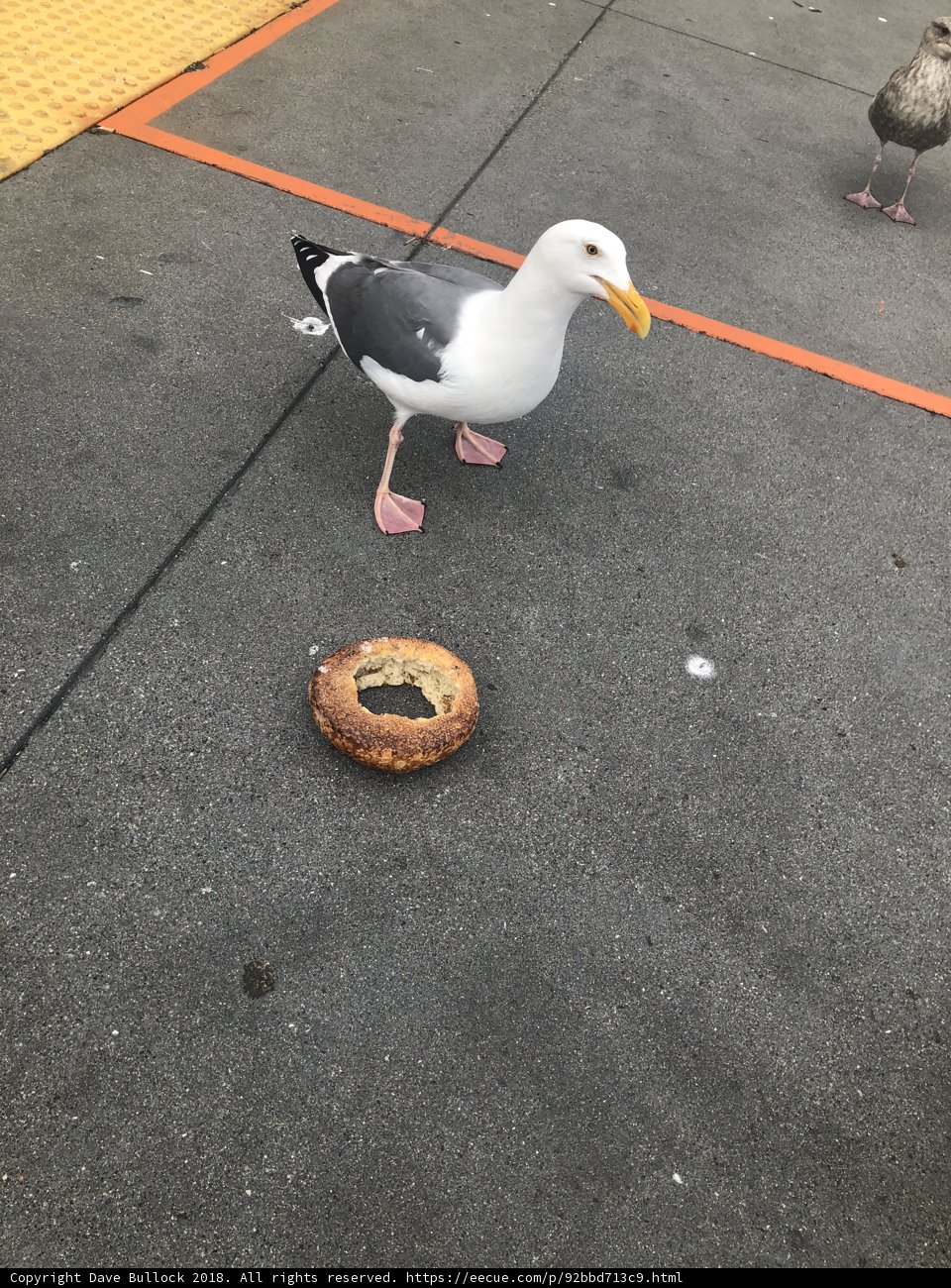 Seagull Snack Time