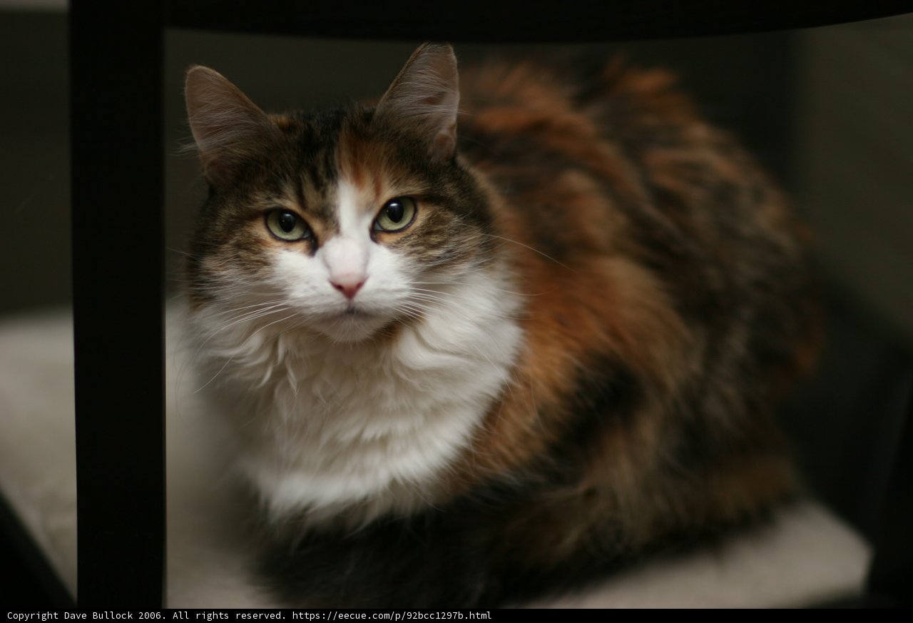 Manx Cat Strikes a Pose