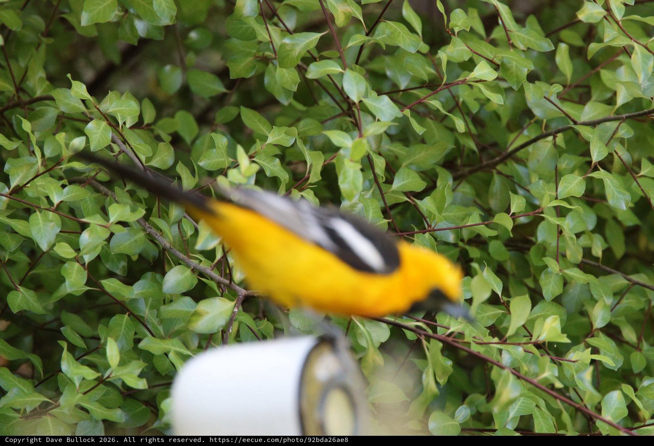 Baltimore Oriole in Flight Through Green Foliage