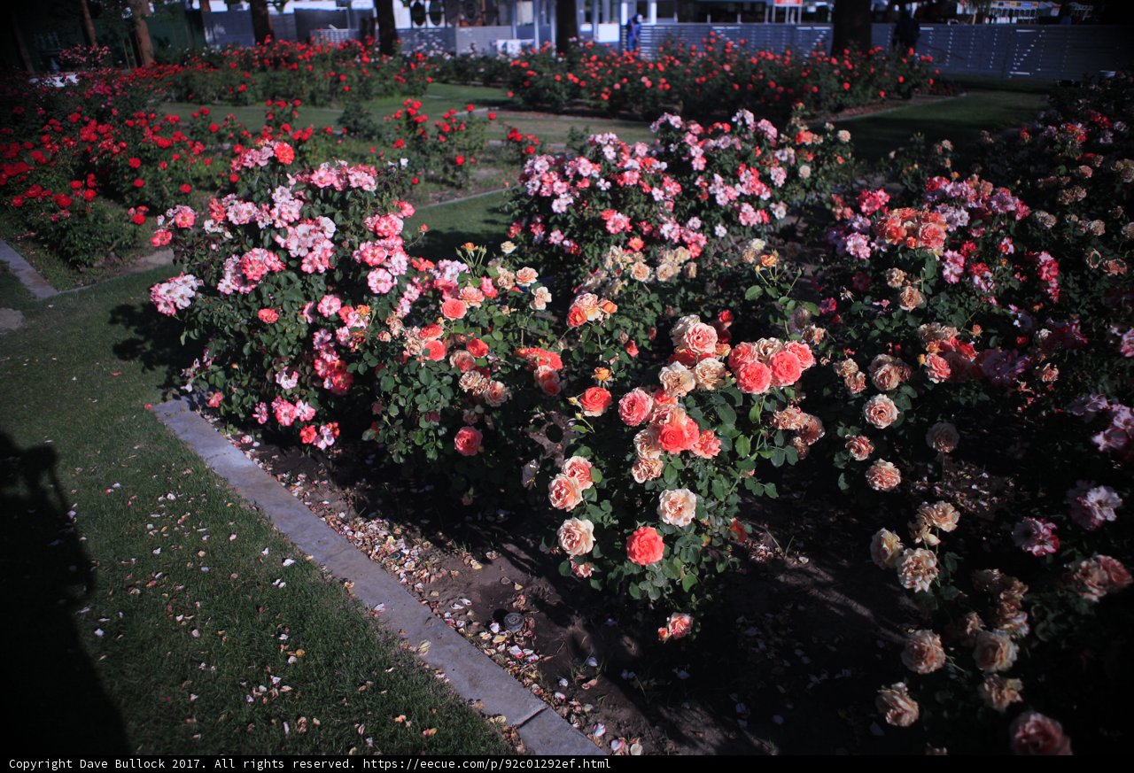 Fields of Geraniums at Coachella