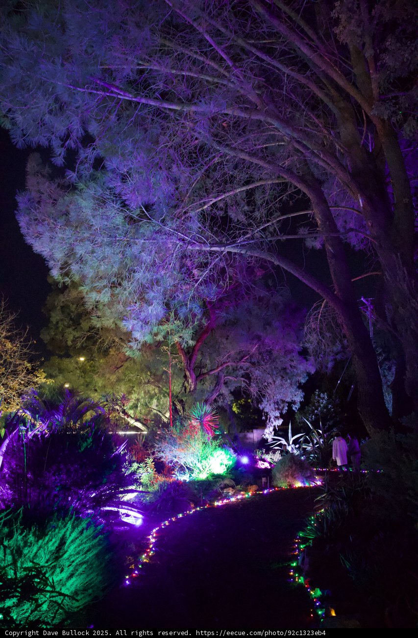 Enchanted Nocturnal Stroll