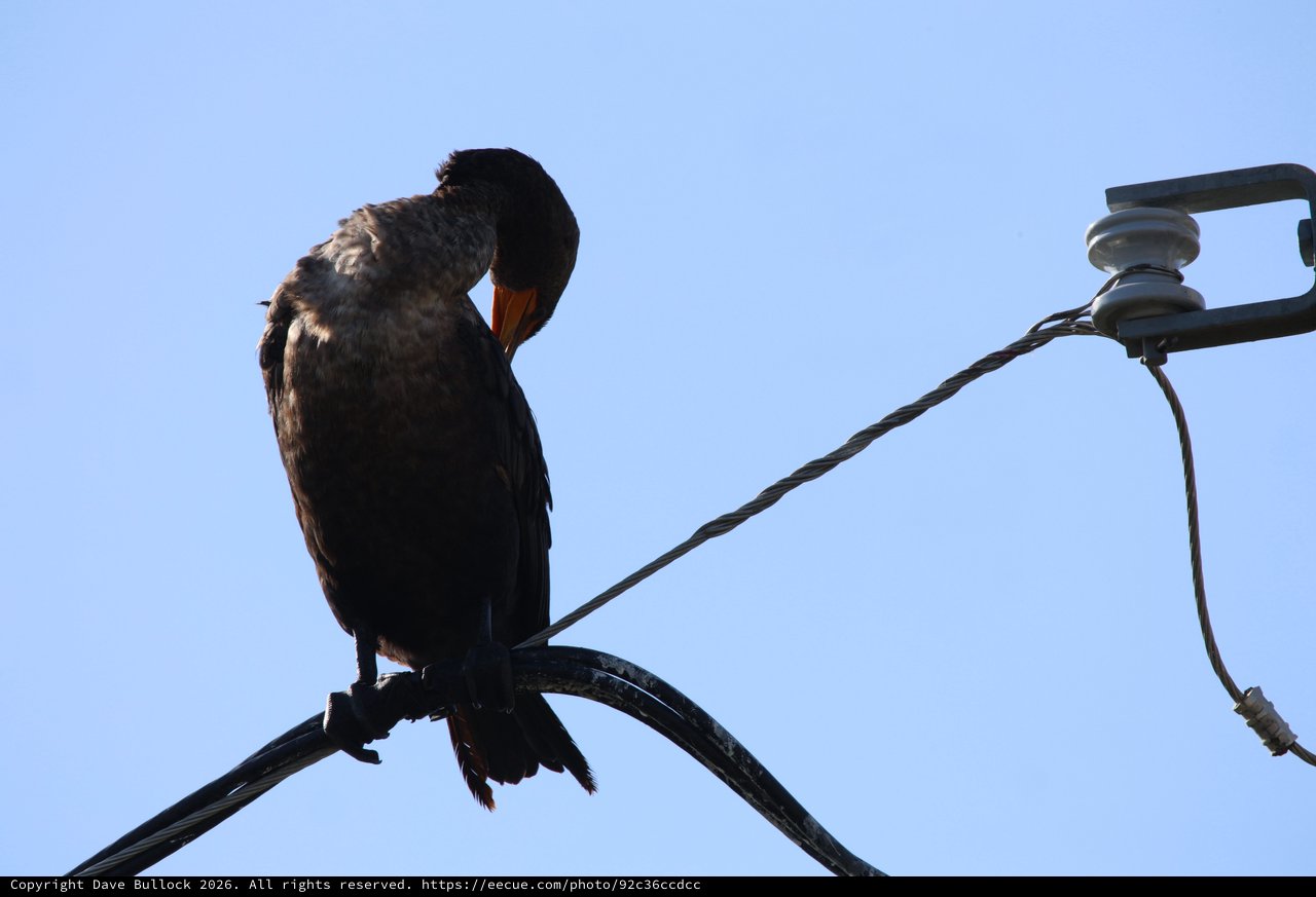 Double-Crested Cormorant Preening on Power Lines at Dusk