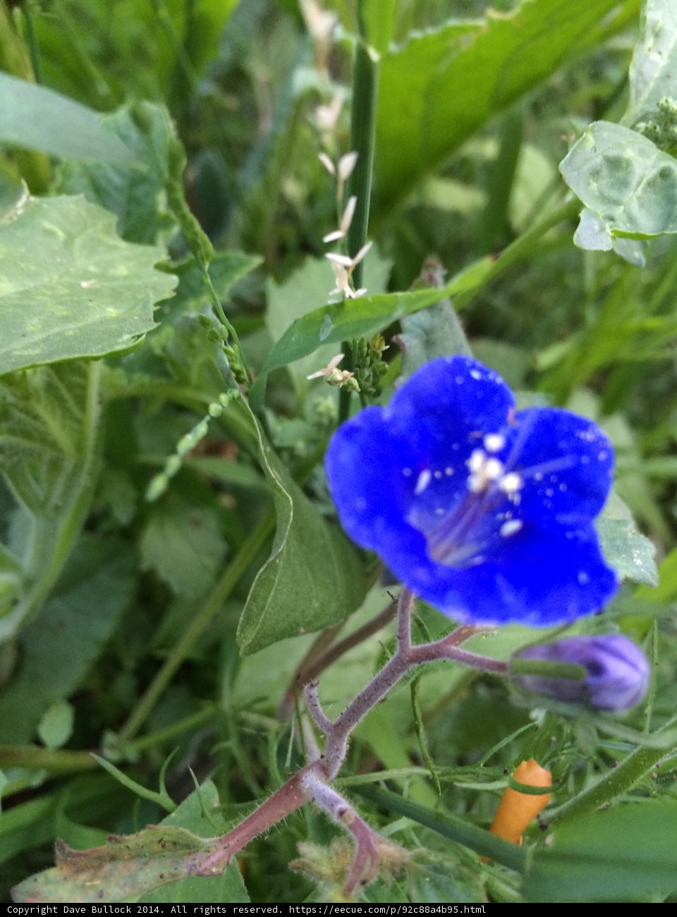 Blue Geranium Flower in Altadena
