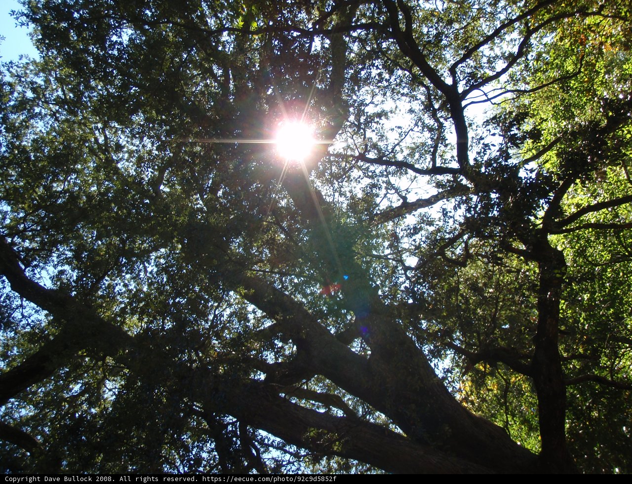 Illuminated Nature