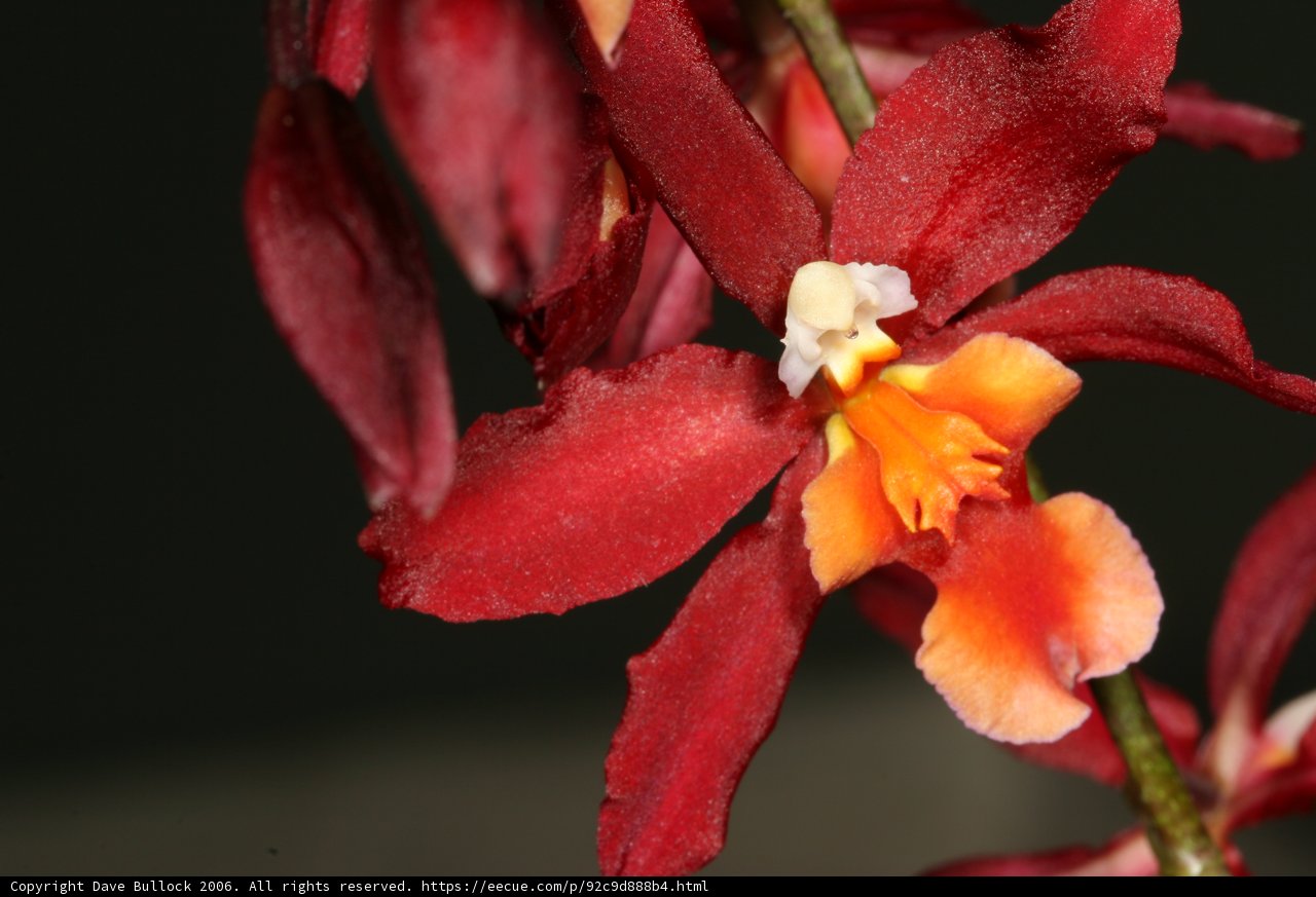 Fiery Bloom
