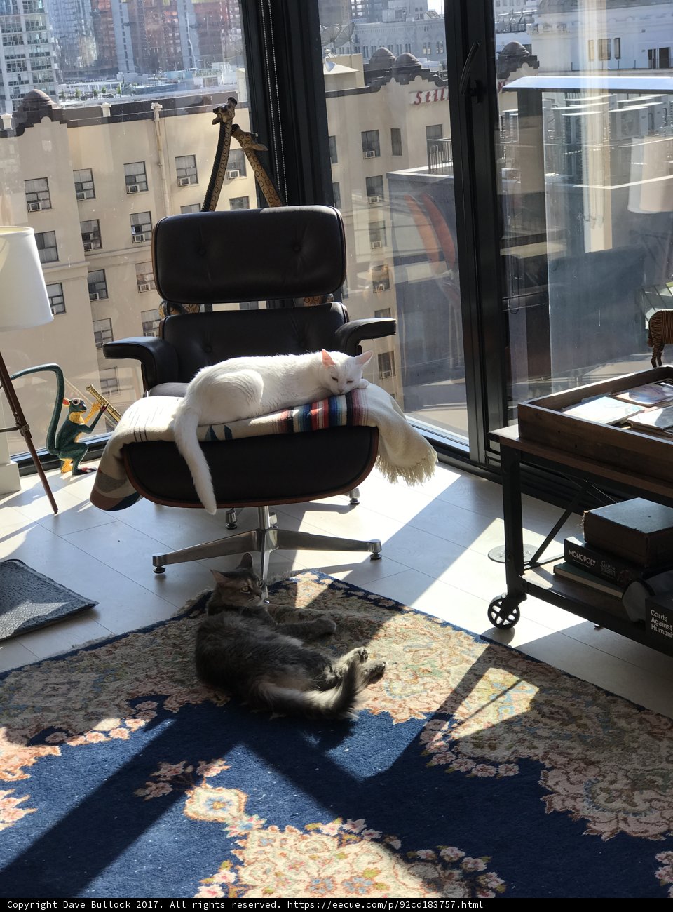 Purrfectly Cozy Corner