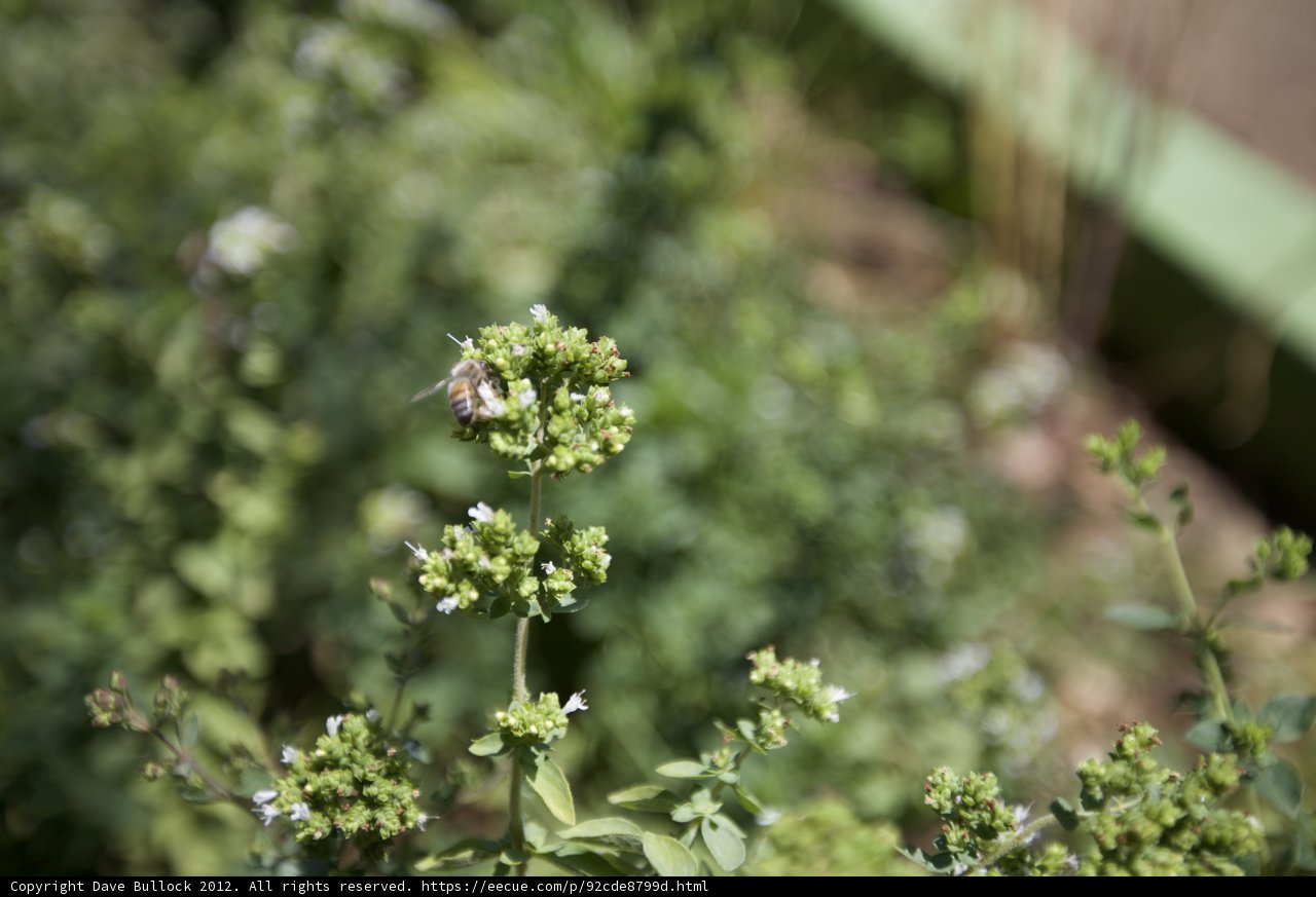 Busy Bee Among Herbs