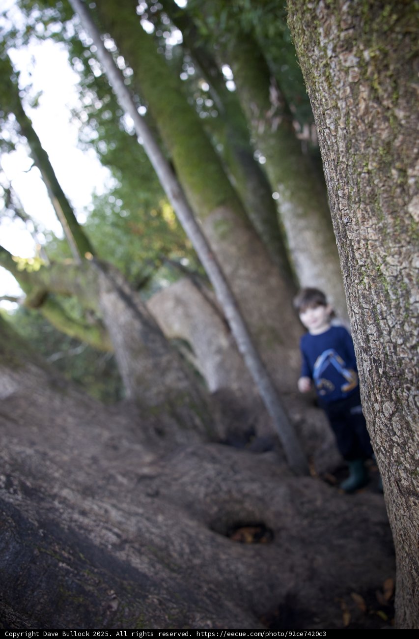 Exploring the Woodland Realm