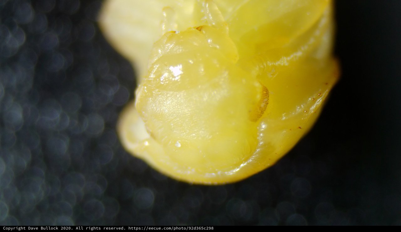 Extreme Macro: Yellow Corn Kernel Under Microscope