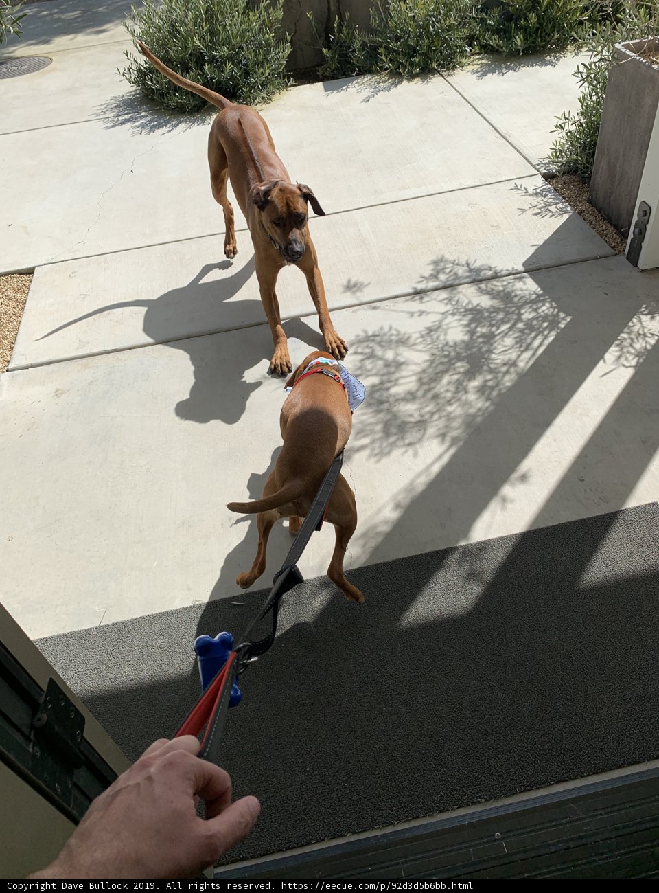 Strolling with My Canine Pals
