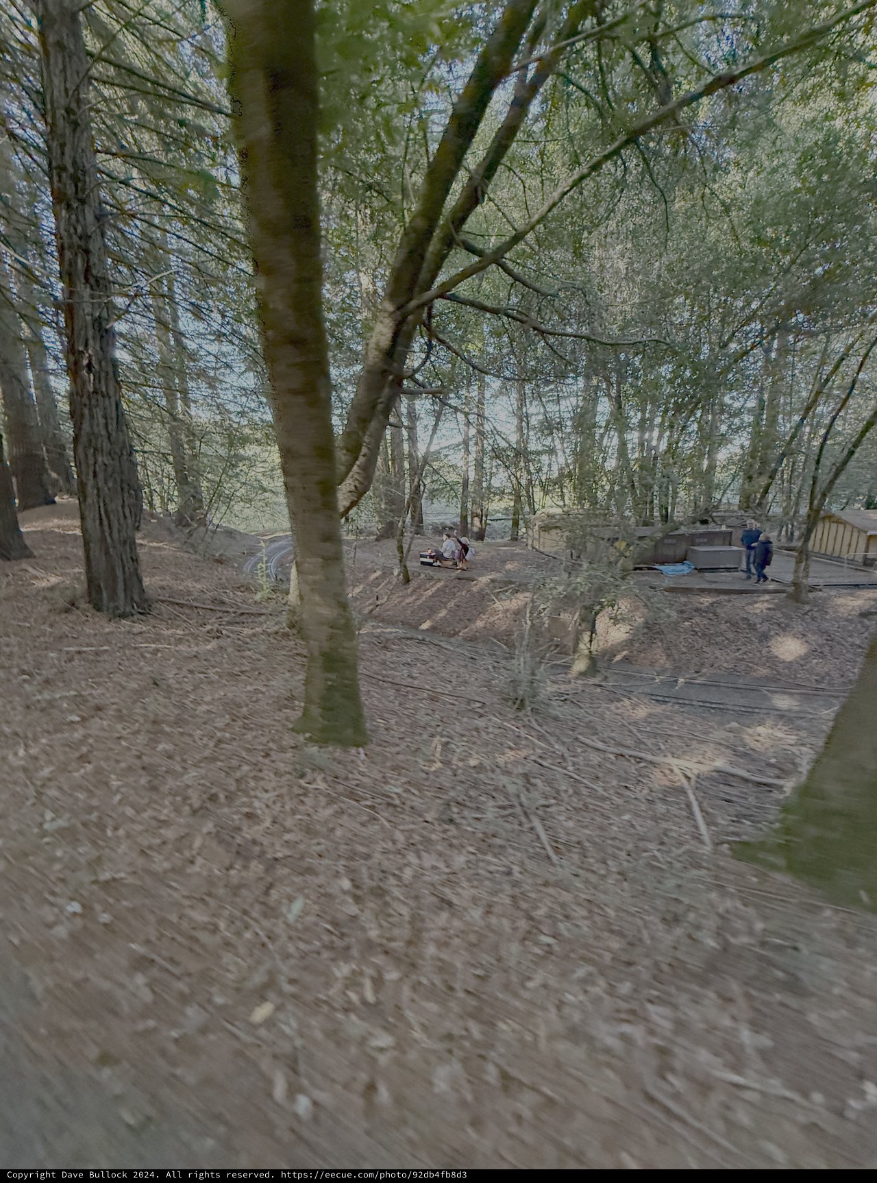 Archaeological Excavation Site in Wooded Area