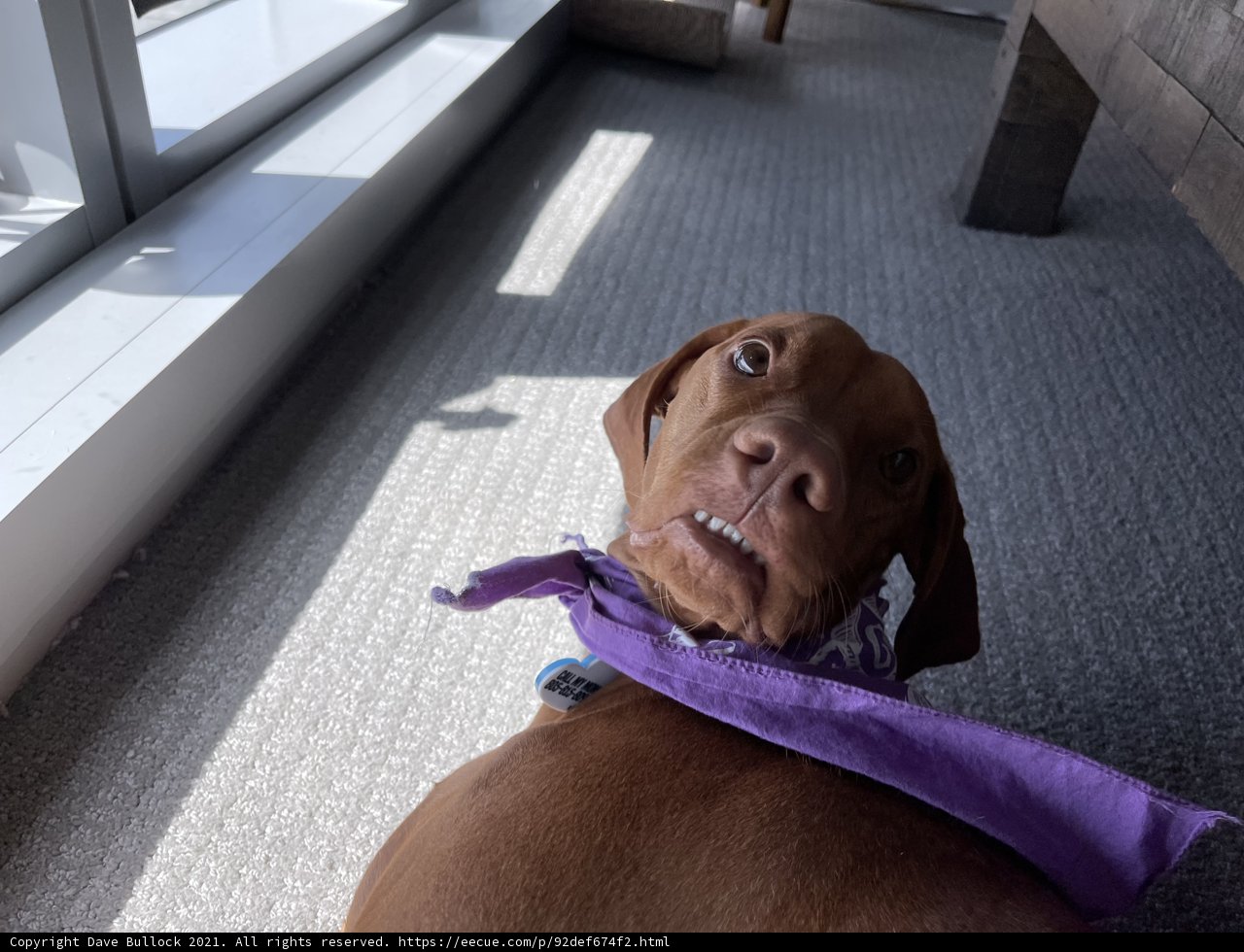 The Stylish Vizsla
