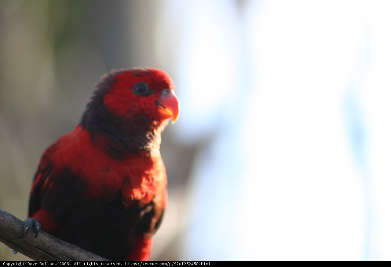 Scarlet Perch