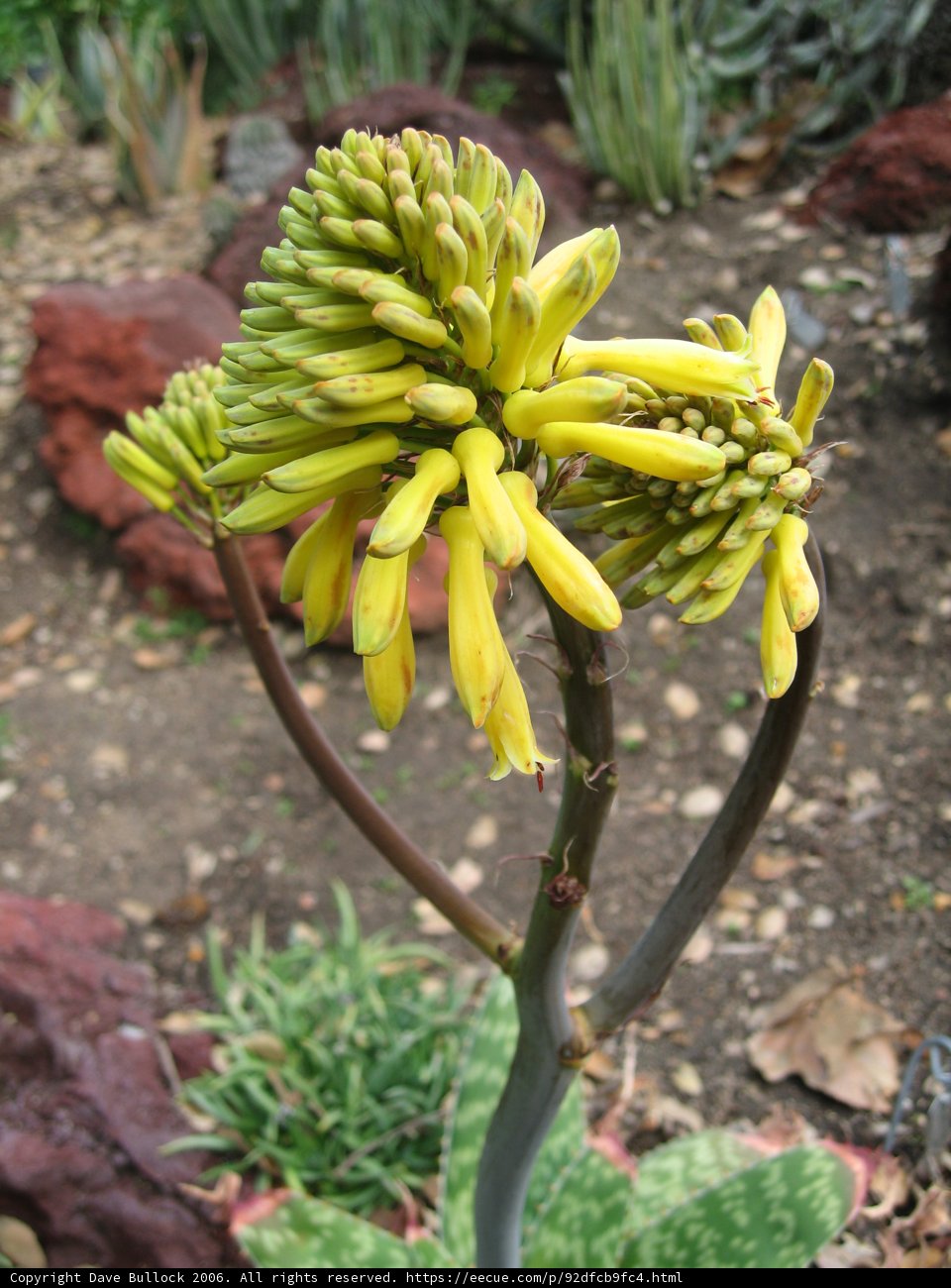 Sunny Blooms