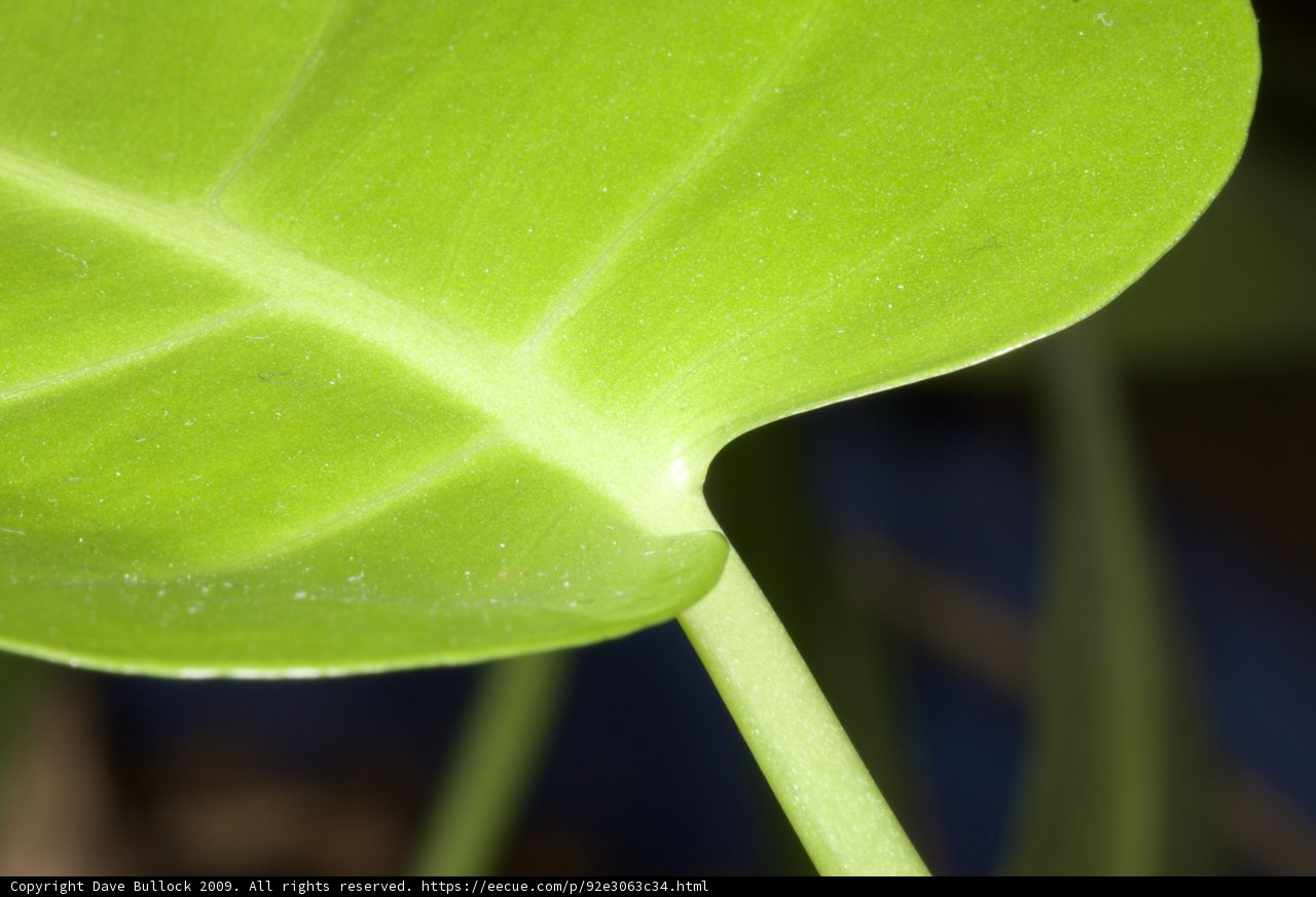 Close-Up of a Vibrant Green Leaf