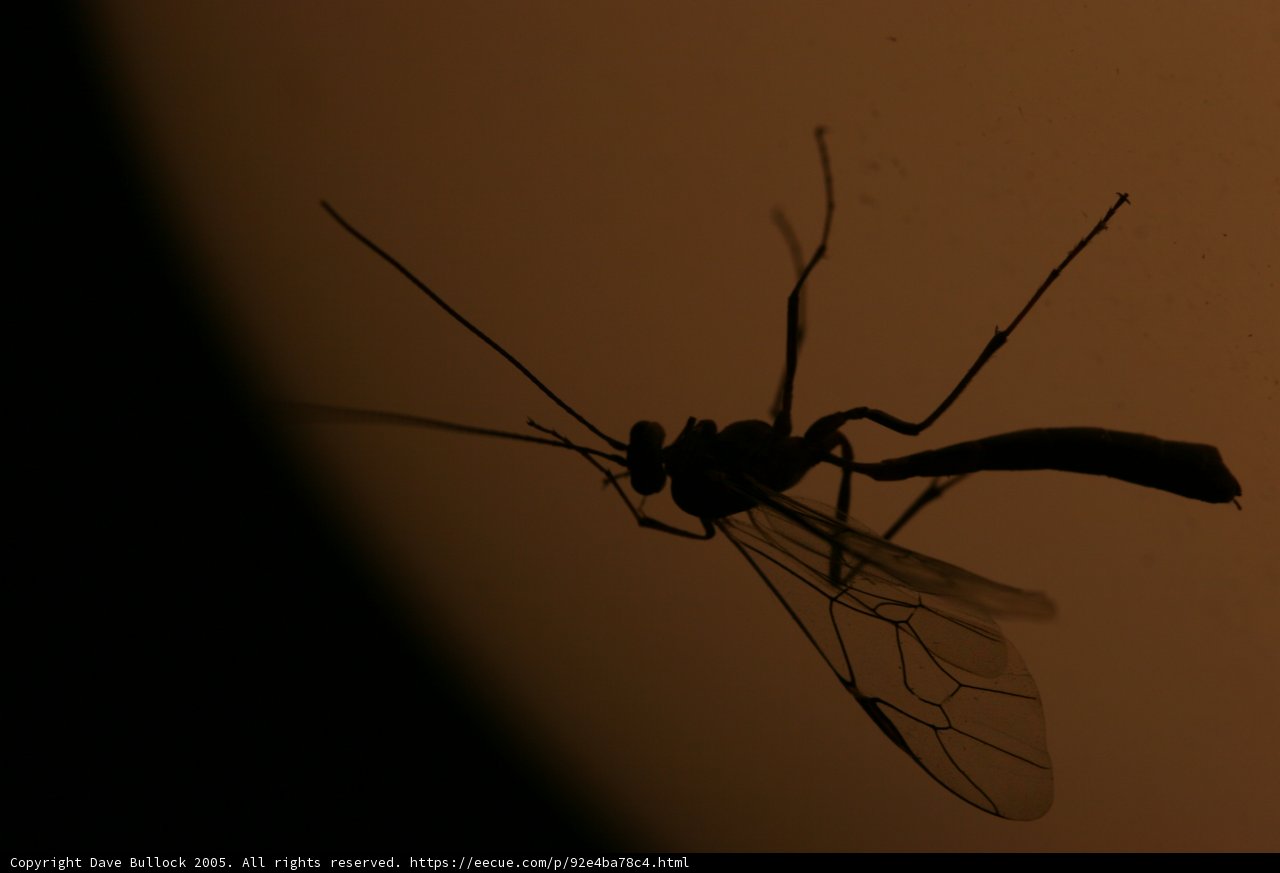 Mosquito in the Light